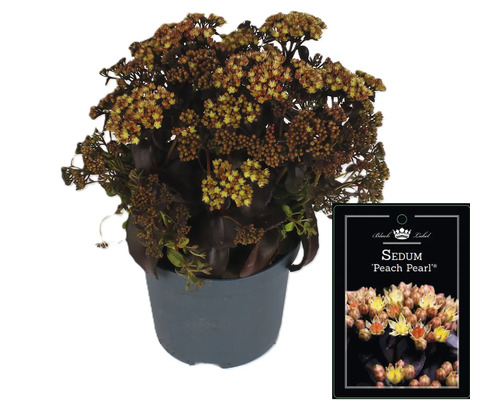 Fetknopp ''Peach Pearl'' i kruka