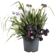 Blomsterarrangemang i kruka med allium och alunrot
