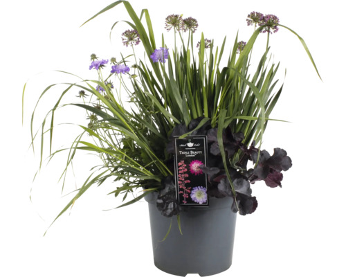 Blomsterarrangemang i kruka med allium och alunrot