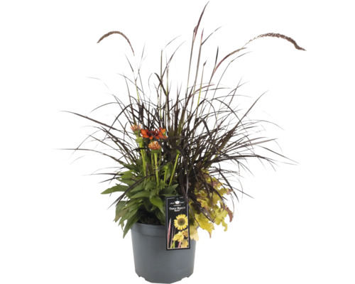 Blomsterarrangemang i kruka med prydnadsgräs och blommor