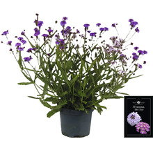 Verbena Sky Duo växt i kruka