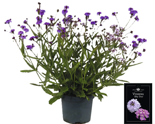 Verbena Sky Duo växt i kruka
