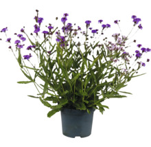 Blommande Verbena i kruka