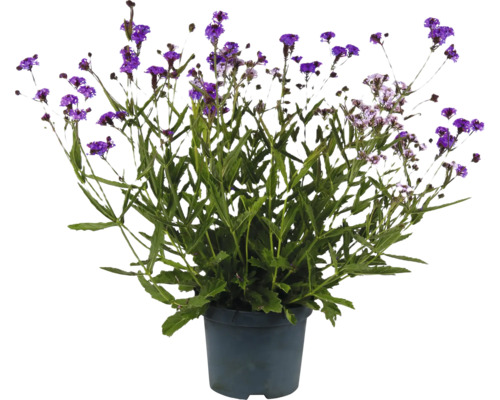 Järnört FLORASELF Verbena Polaris Sky Duo Co 3L