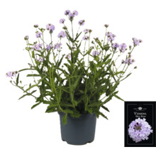 Verbena Sky Blue växt i kruka