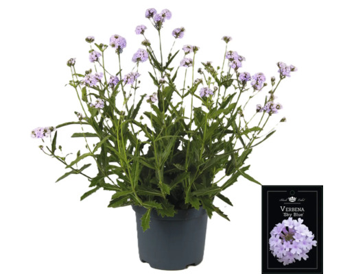 Verbena Sky Blue växt i kruka