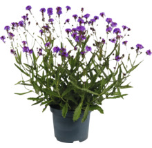 Verbena i kruka med lila blommor