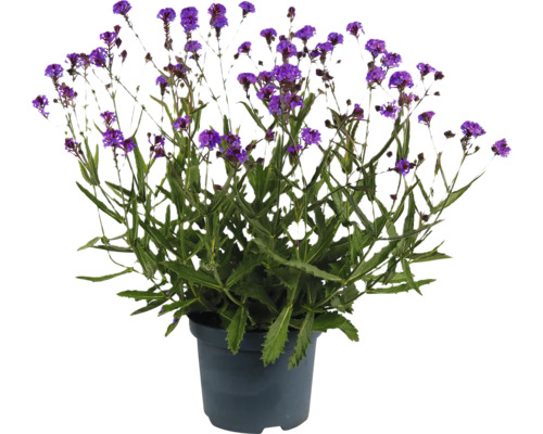 Järnört FLORASELF Verbena Polaris Sky Lila Co 3L