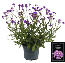 Verbena Sky Pink-planta i kruka