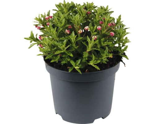 Nattblomster FLORASELF Zaluzianskya Star Balsam Co 3L nattdoftande flox