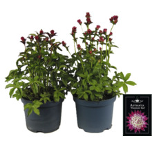 Två Astrantia Premium Red växter i krukor.
