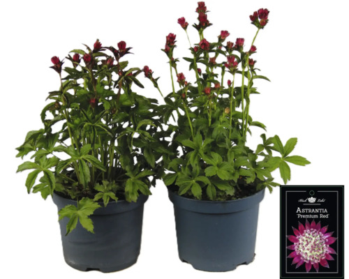 Två Astrantia Premium Red växter i krukor.