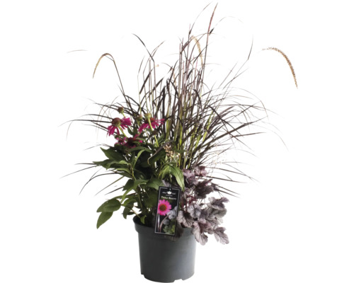 Blomsterarrangemang med prydnadsgräs och rosa blommor i en kruka
