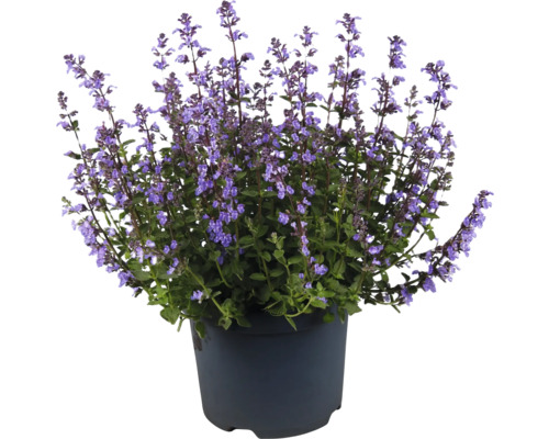 Kantnepeta Nepeta x faassenii Purrsian Blue 10-25 cm co 3L