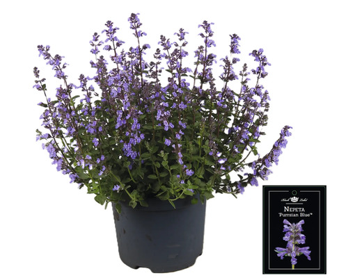 Nepeta ''Purrsian Blue'' i kruka