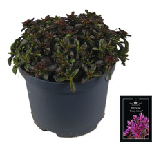 Fetknopp ''Deep Rose'' i kruka