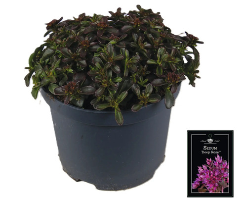 Fetknopp ''Deep Rose'' i kruka