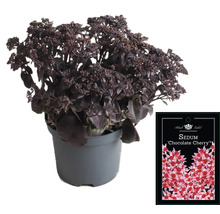Fetknopp ''Chocolate Cherry'' i kruka med växtetikett