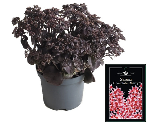 Fetknopp ''Chocolate Cherry'' i kruka med växtetikett