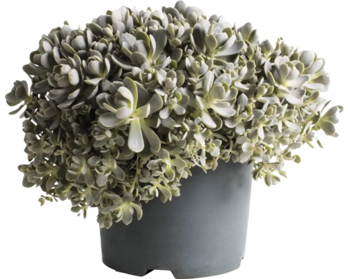Liten kärleksört FLORASELF Sedum 'Lidakense' 5-15cm co 3L