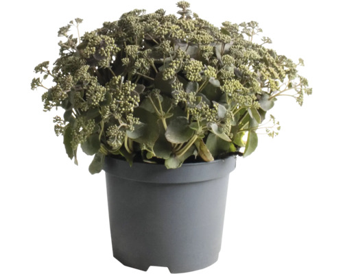 Fetknopp FLORASELF Sedum 'Coral Jade' 5-30cm Co 3L