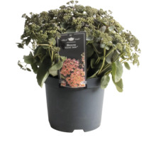 Fetknopp Coral Jade i kruka