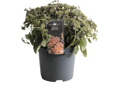 Fetknopp Coral Jade i kruka