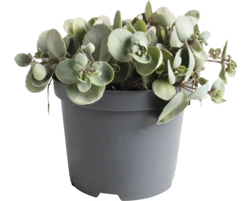 Fetknopp FLORASELF Sedum 'Superstar' 5-30cm Co 3L