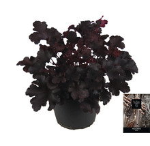 Heuchera växt i kruka