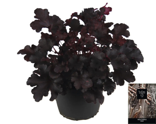 Heuchera växt i kruka