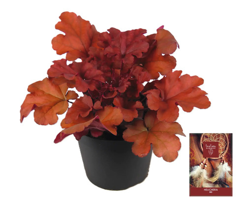 Alunrot växt i kruka