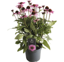 Echinacea växt i kruka med rosa blommor