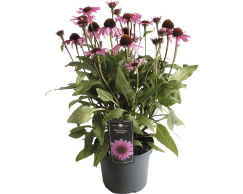 Solhatt FLORASELF Echinacea 'Premium Blush' Co 3L