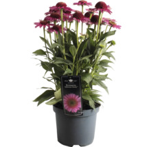 Echinacea ''Delicious Candy'' i kruka