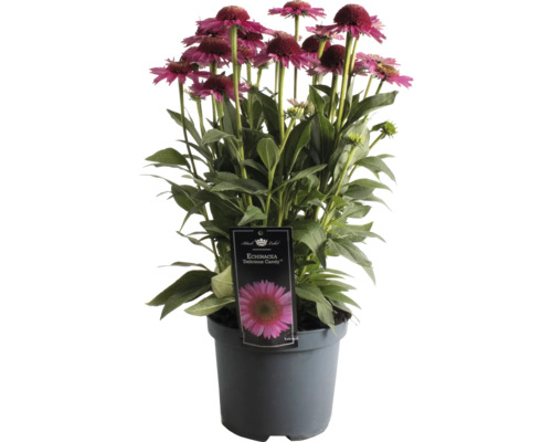 Echinacea ''Delicious Candy'' i kruka