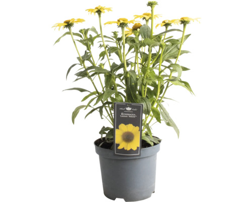 Gul rudbeckia i en kruka