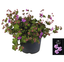 Geranium Karmmina i en kruka