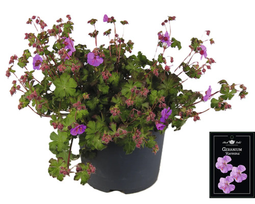 Geranium Karmmina i en kruka