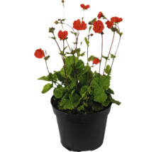 Trädgårdsnejlika i kruka med röda blommor och gröna blad.