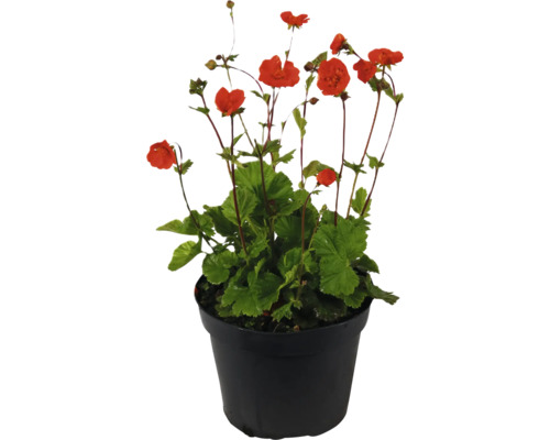 Trädgårdsnejlika i kruka med röda blommor och gröna blad.
