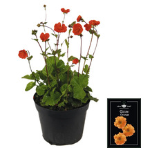 Geum Orange växt i kruka