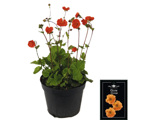 Geum Orange växt i kruka