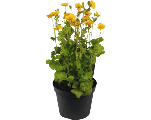 Blomkruka med gula nejlikrotsblommor