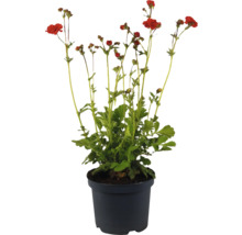 Nejlika i kruka med röda blommor