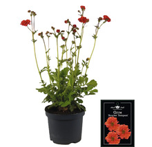 Geum Scarlet Tempest i en kruka