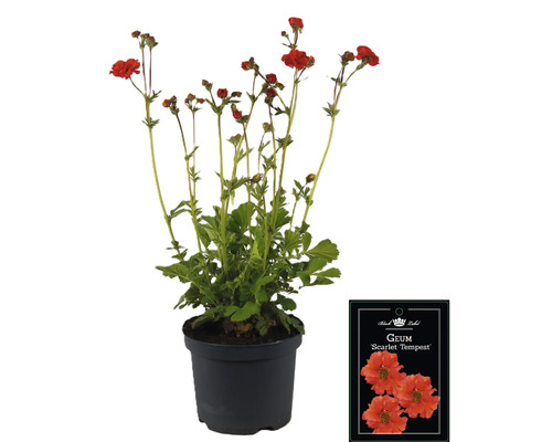 Geum Scarlet Tempest i en kruka