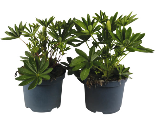 Brunört FLORASELF Prunella hybride Purple Co 3L