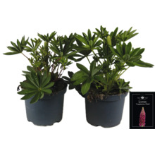 Två lupinplantor i krukor med etiketten ''Lupinova Pink''