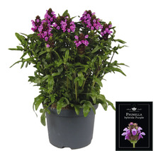 Prunella hybrida Purple växt i kruka