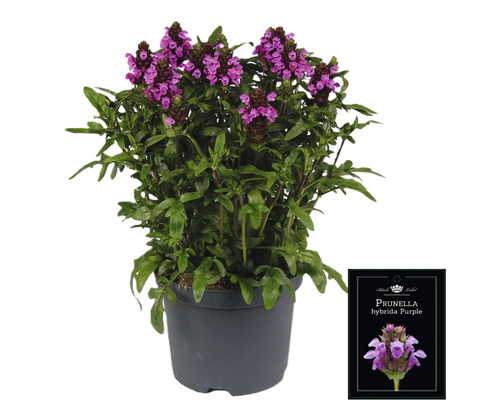 Prunella hybrida Purple växt i kruka